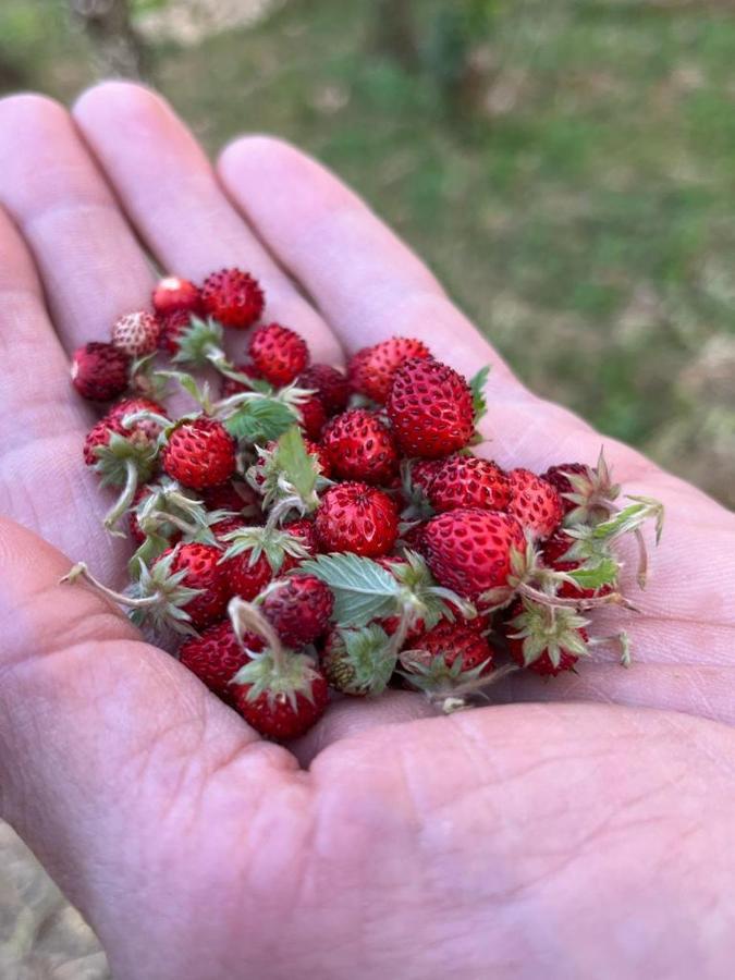 Villa Il Giardino degli Antichi Sapori Ceglie Messapica Esterno foto