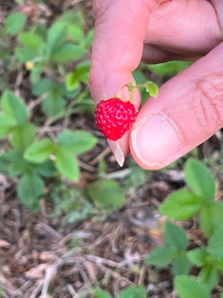 Villa Il Giardino degli Antichi Sapori Ceglie Messapica Esterno foto