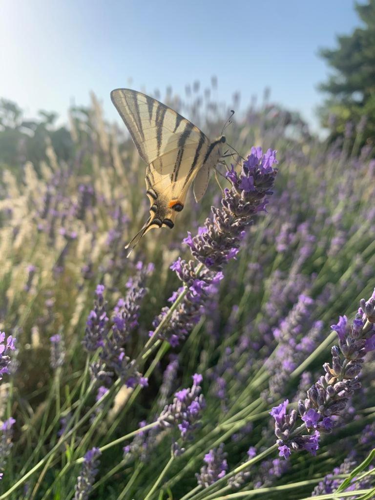 Villa Il Giardino degli Antichi Sapori Ceglie Messapica Esterno foto